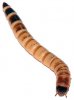 240px-Zophobas_morio_larva_-_top_(aka).jpg