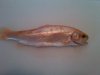 IMG00196-20120402-1709.jpg