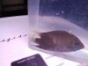 Unknown cichlid1.jpg