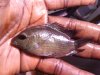 Unkown cichlids2.jpg
