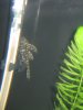 sb pleco 096.JPG