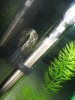 sb pleco 097.JPG