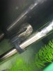 sb pleco 098.JPG