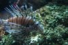 Aquarium 006.JPG