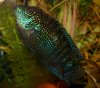 fish pictures jd, gt, jag 023.JPG