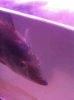 ImageUploadedByMonsterAquariaNetwork1333675693.977280.jpg
