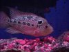 super+red+flowerhorn+4in.jpg