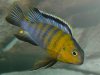 tropheops_sp_red_cheek_male_02c.jpg