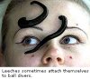 leeches-divers.jpg