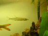 2005_1031BabyDavid-fishtank0041.JPG