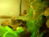 2005_1031BabyDavid-fishtank0057.JPG
