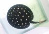 leopoldi stingray.jpg