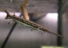 longnose gar1.jpg