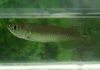 northern baramundi.jpg
