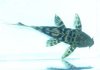 pleco.jpg
