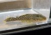 pleco3.jpg