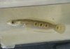 snakehead.jpg