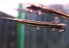 spotted gar(black type).jpg