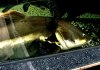 redtail catfish.jpg