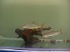 yellowtail tiger3.jpg