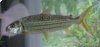 ATFyellowfin.JPG