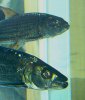 GATF&Vittatus.jpg