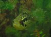 tanks and random fish 034.jpg