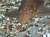 albino plecos face.JPG