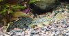 Gold Nugget and Goldy Sunshine Plecos.jpg