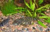 pleco1.jpg