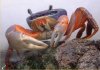 crab2.jpg