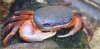 crab5.jpg