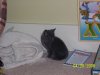 kitten 002.jpg