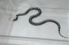 Getula californiae1.jpeg