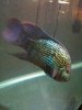 ImageUploadedByMonsterAquariaNetwork1333770478.253258.jpg