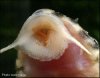 Hypancistrus_mouth.jpg Hypancistrus_mouth.jpg