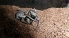 Burrowing Wolf Spider! 002.JPG