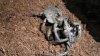 Burrowing Wolf Spider! 003.JPG Burrowing Wolf Spider! 003.JPG