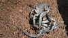 Burrowing Wolf Spider! 004.JPG