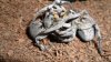 Burrowing Wolf Spider! 007.JPG Burrowing Wolf Spider! 007.JPG