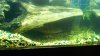 ImageUploadedByMonsterAquariaNetwork1334120654.450825.jpg