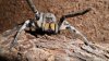 Wolf Spider 001.JPG