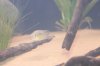 fish 002.jpg