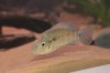 fish 006.jpg
