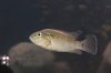 fish 010.jpg