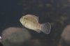 fish 011.jpg