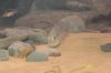 fish 014.jpg
