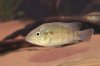 fish 019.jpg