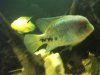 peixes 016.jpg