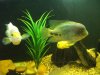 peixes 018.jpg